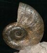 / Lytoceras Ammonite From France - Great Display #10978-2